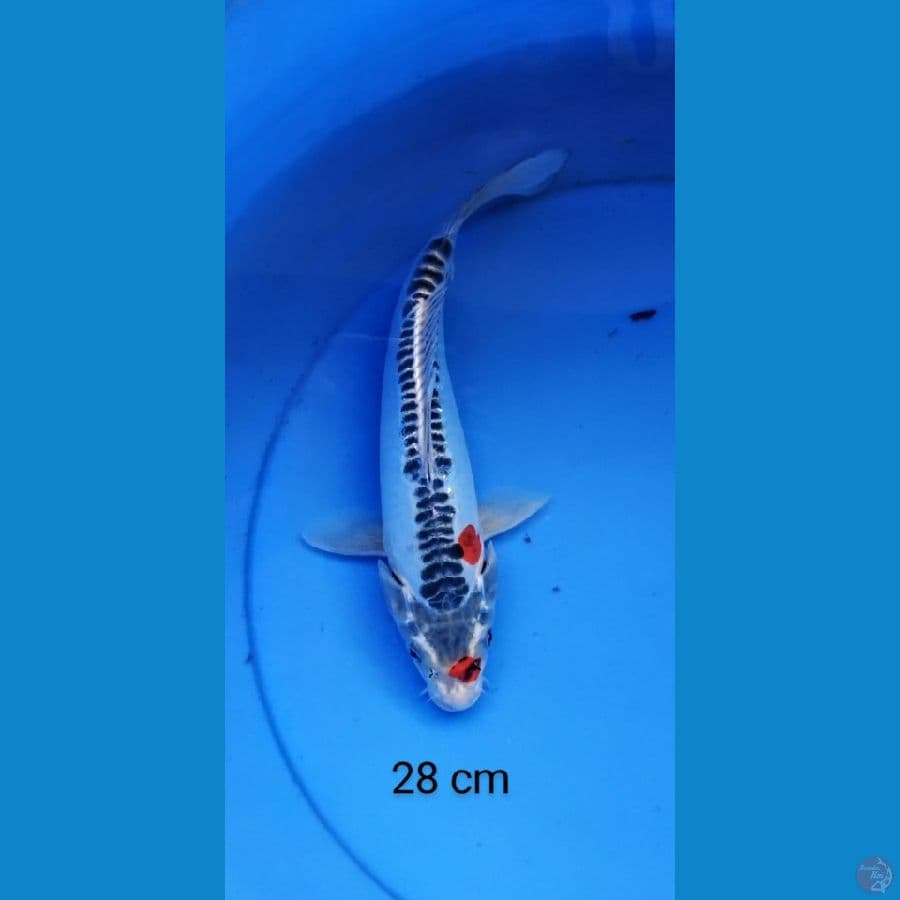 kiko  28 cm