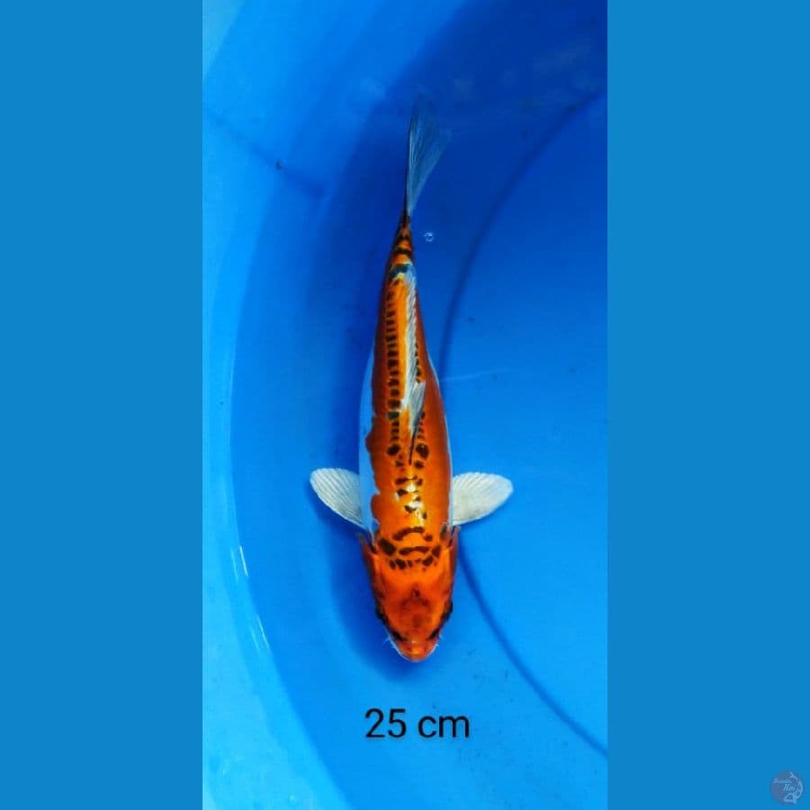 kiko 25 cm