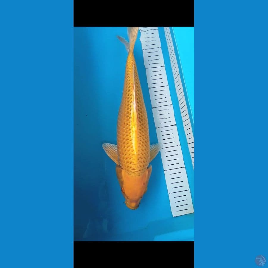 40cm