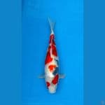 TATEGOI SHOWA 42CM