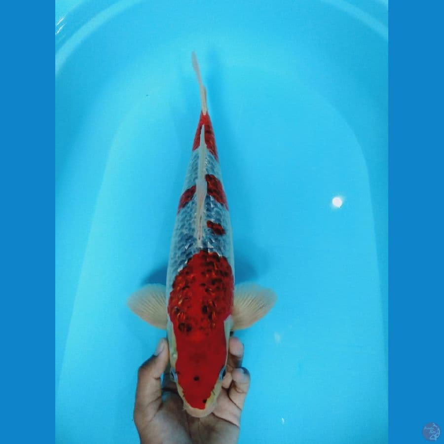 jumbo goshiki gindrin 41cm (male)