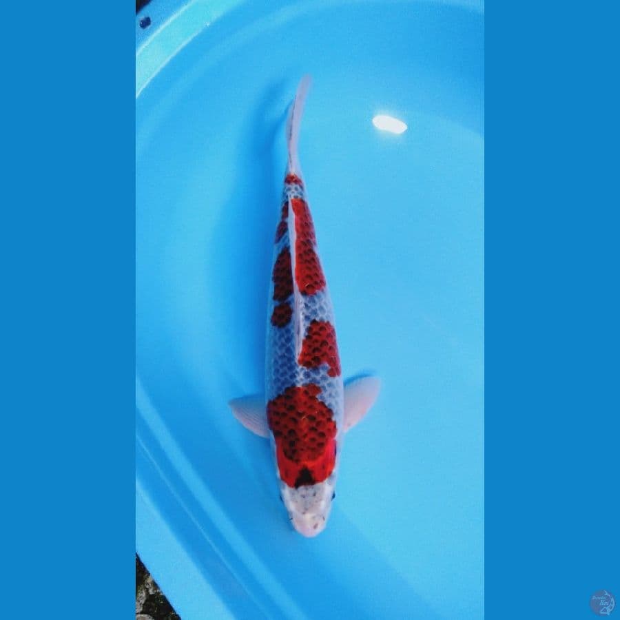 jumbo goshiki 41cm (male)