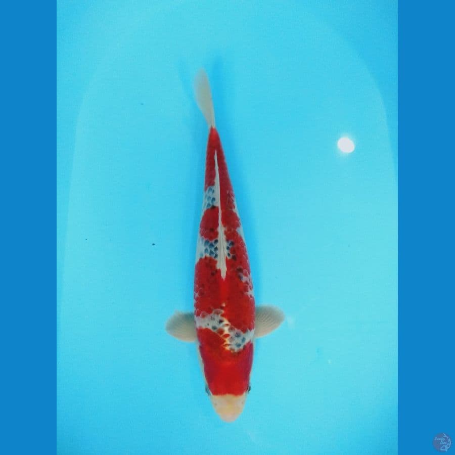 goshiki racing 33cm (male)