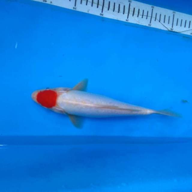 TANCHO KOHAKU