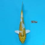 Hariwake 23cm