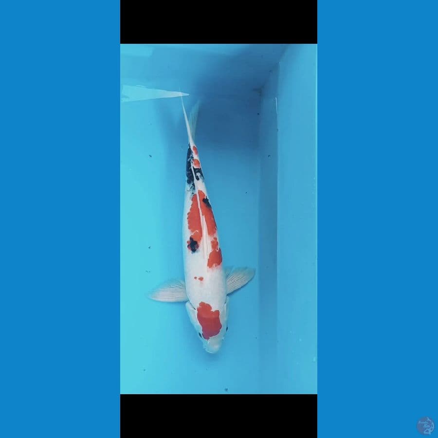 showa 40cm