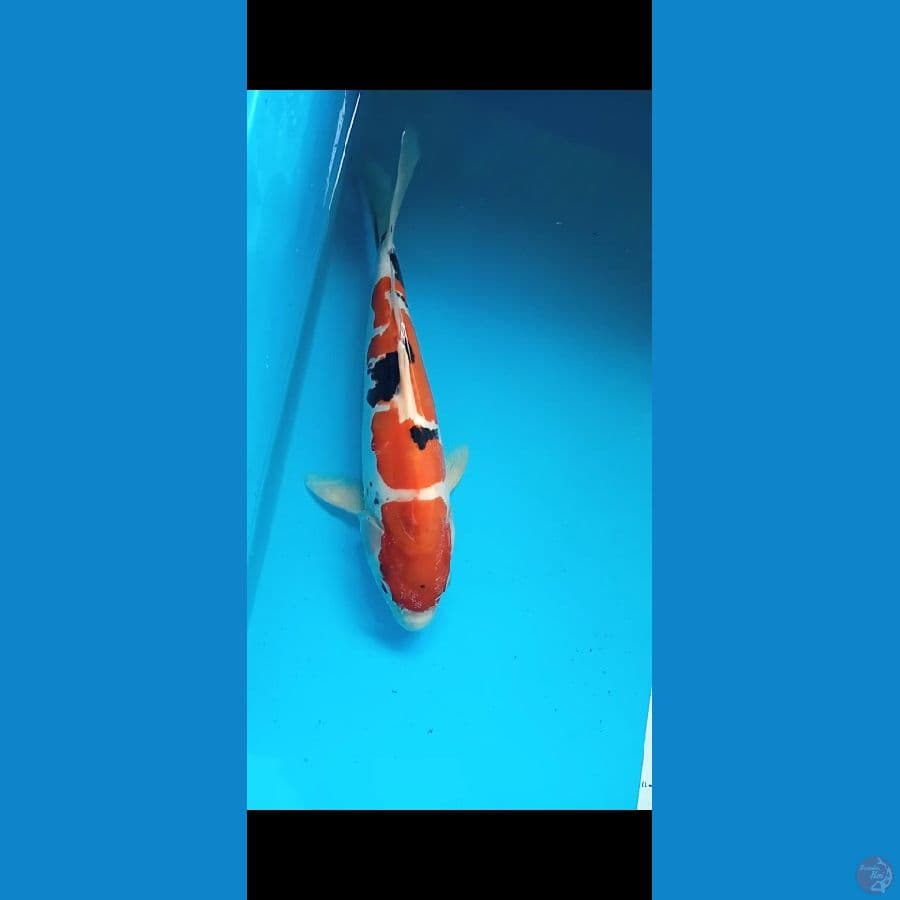 sanke doit murni 28cm