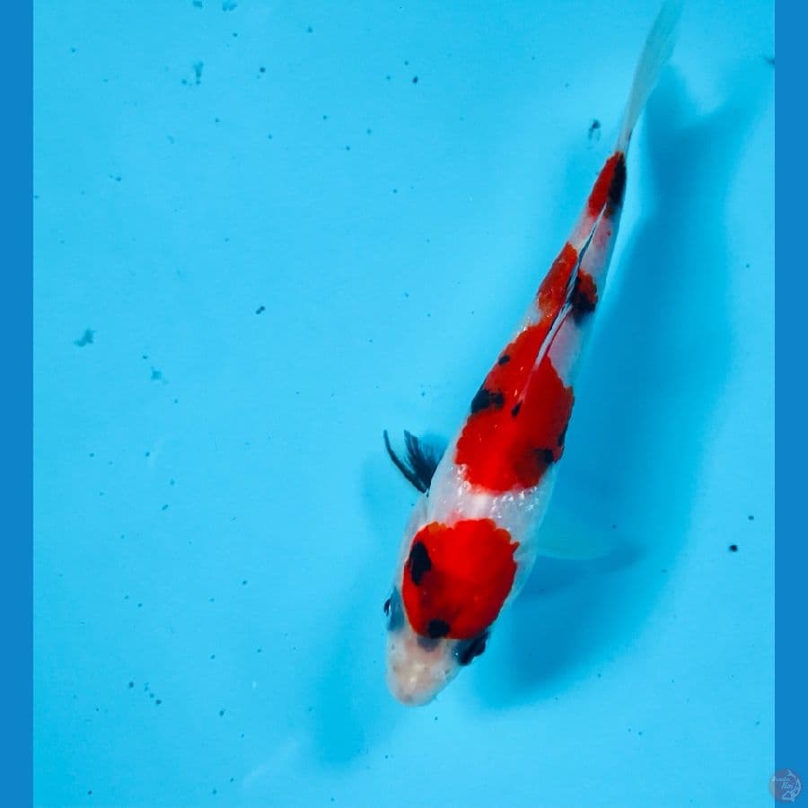 showa, 13 cm
