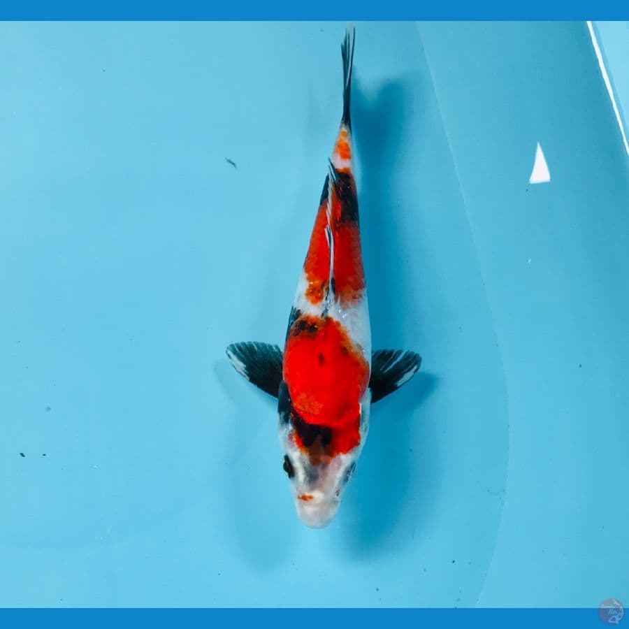 showa, 20 cm
