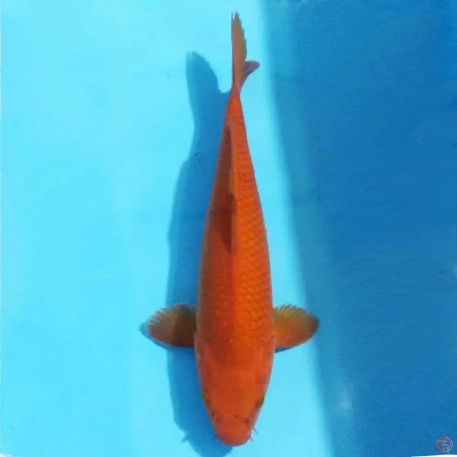 chagoi 30cm female