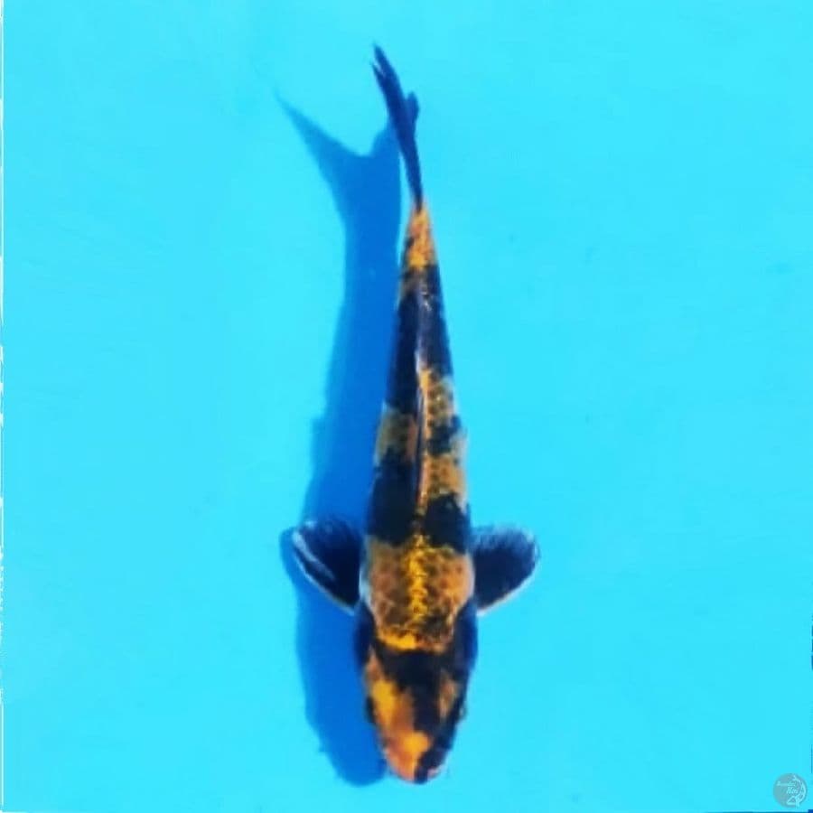 kin showa 21cm male 