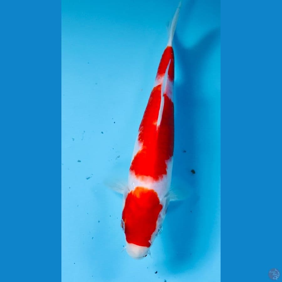 kohaku, 20 cm