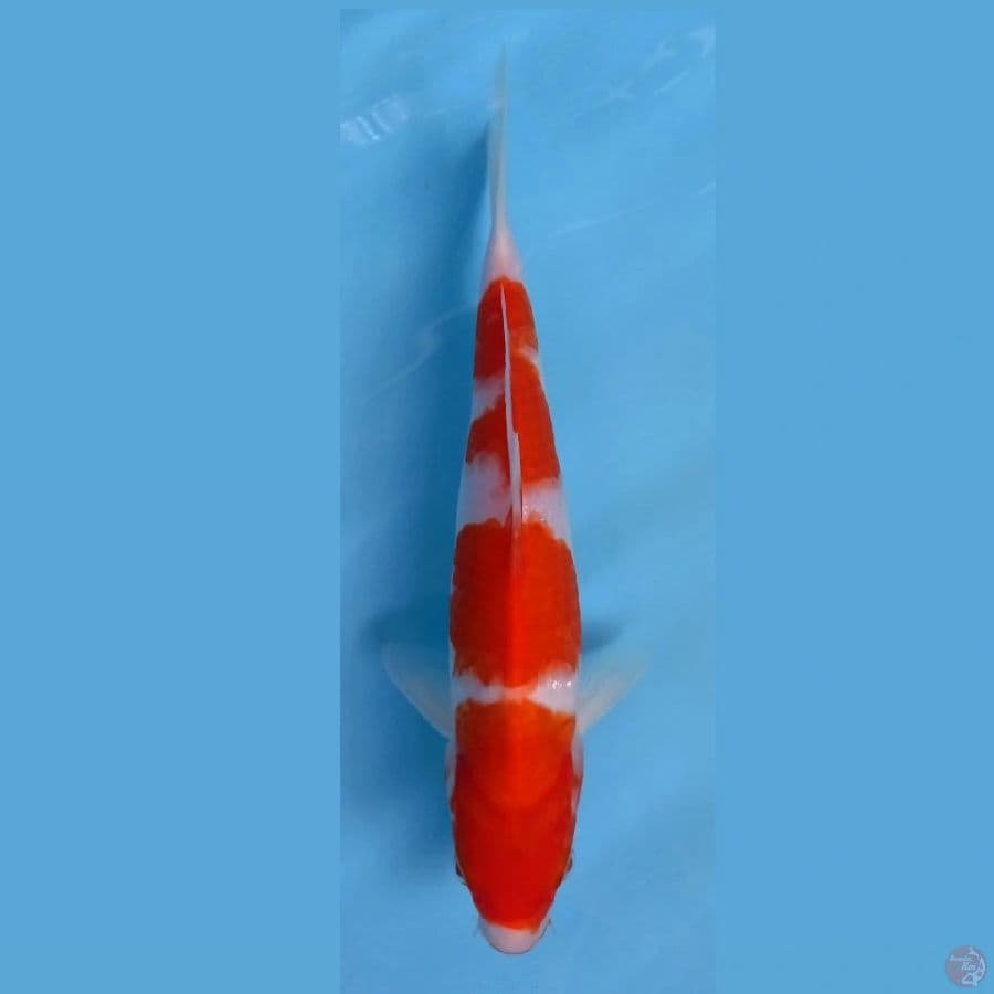 kohaku, 23 cm