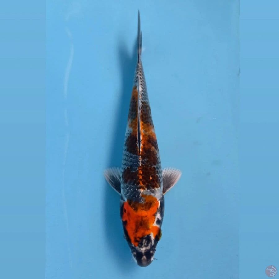 showa hikari, 18 cm