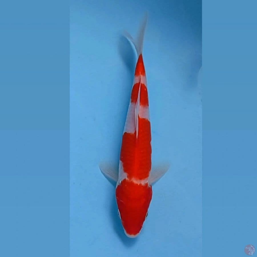 kohaku, 18 cm