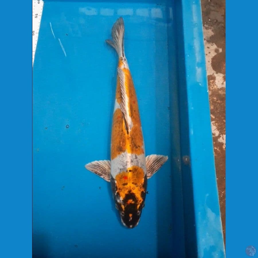 kikko body mantap 42cm male