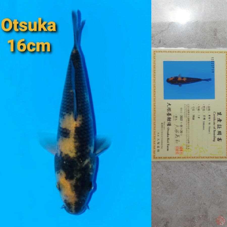 OTSUKA KI UTSURI 16CM