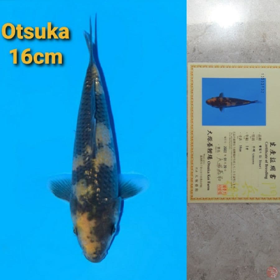 OTSUKA KI UTSURI 16CM