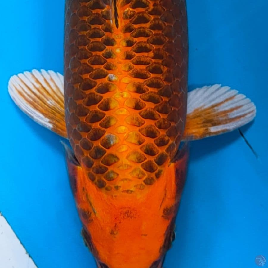 MATSUBA SQ 36CM