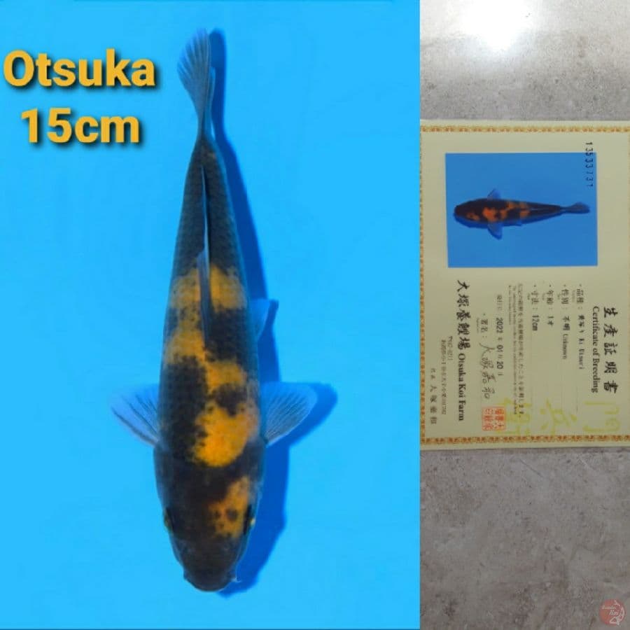 OTSUKA KI UTSURI 15CM