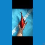benigoi merah pekat doitsu