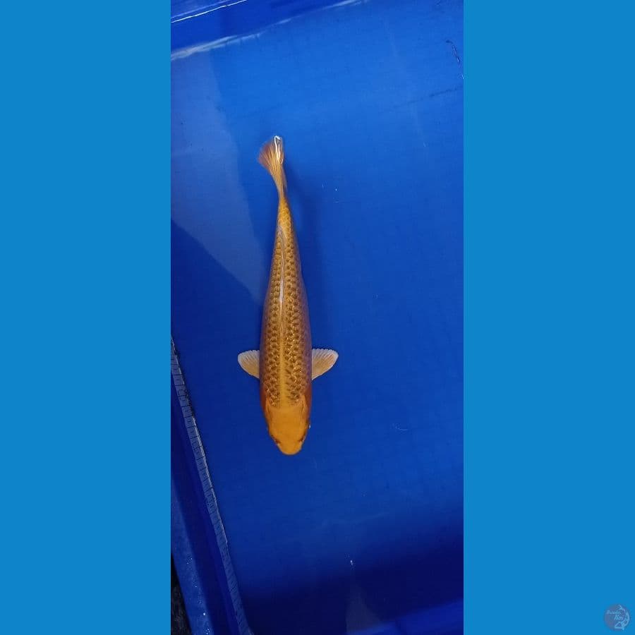 kin matsuba gindrin 30 cm
