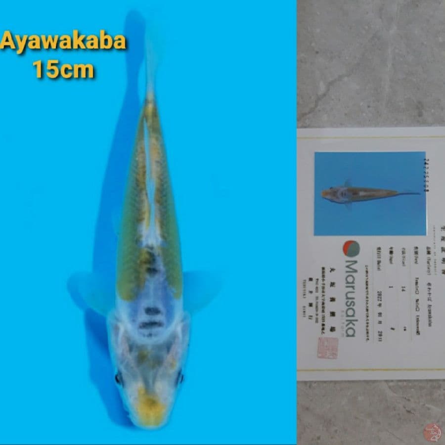 MARUSAKA AYAWAKABA 15CM RARE!!!