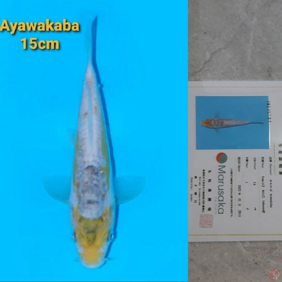 MARUSAKA AYAWAKABA 15CM RARE!!!