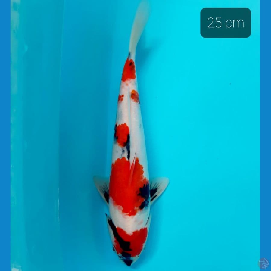 showa 25 cm