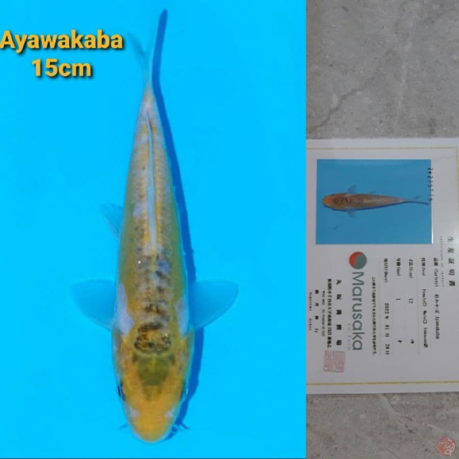 MARUSAKA AYAWAKABA 15CM RARE!!!