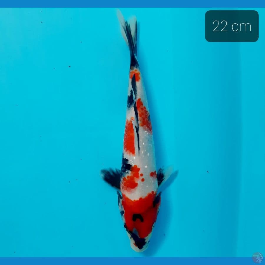 showa 22 cm