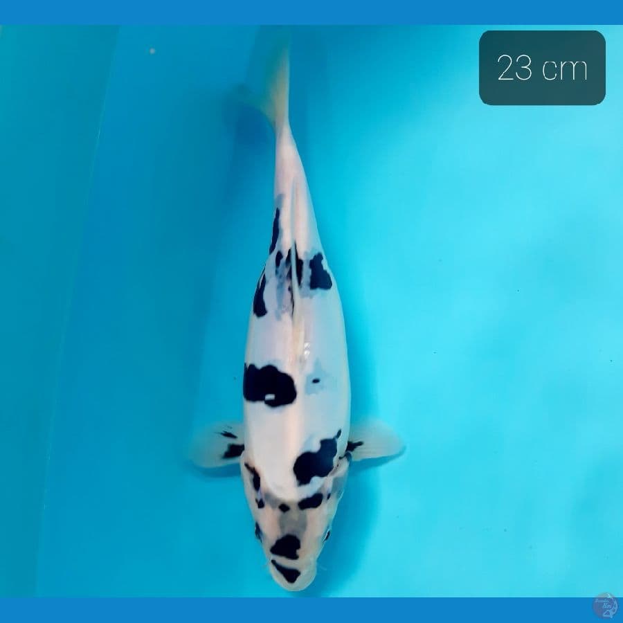 shot body doit murni 23 cm