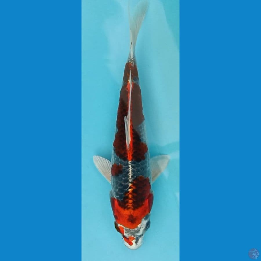 KUJAKU ~ 19CM