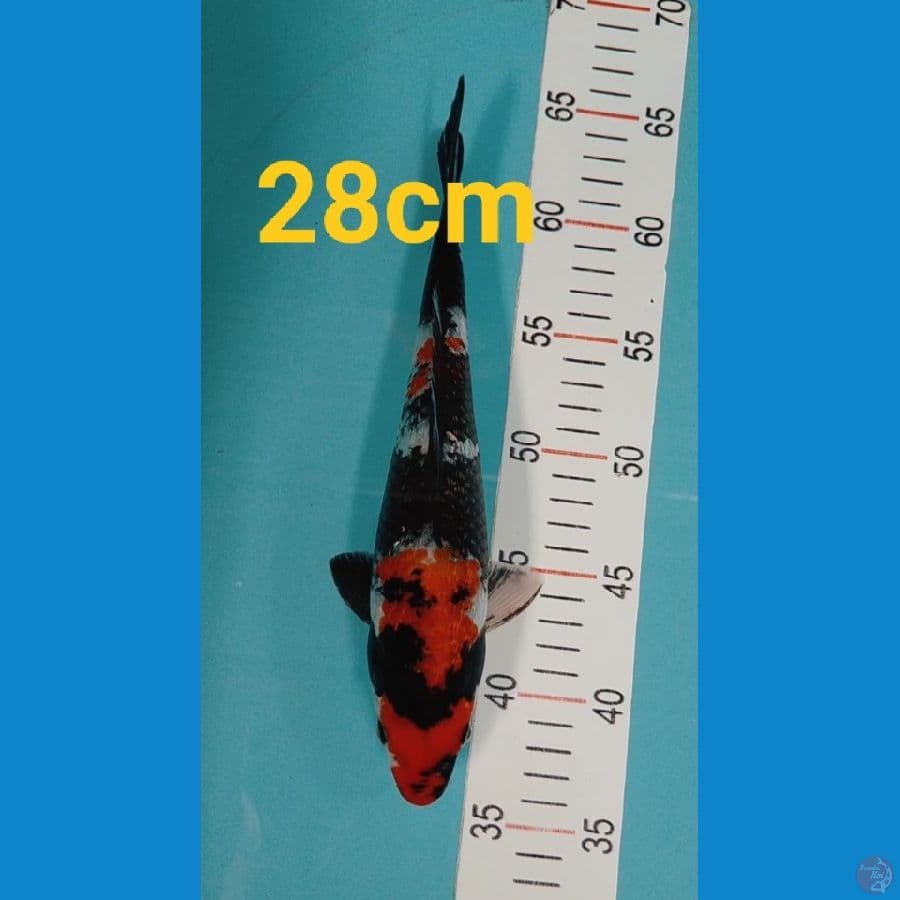 Showa gindrin 28 cm