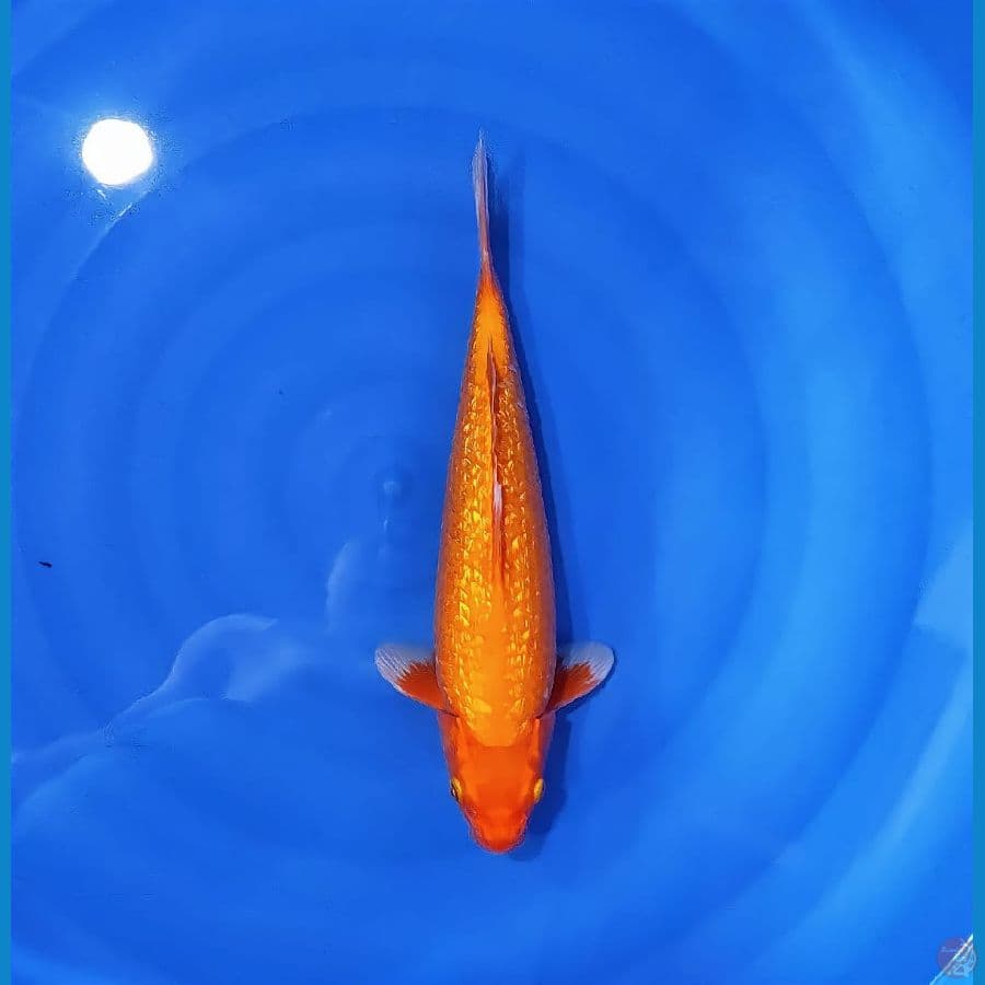 karamen ginrin full 35cm