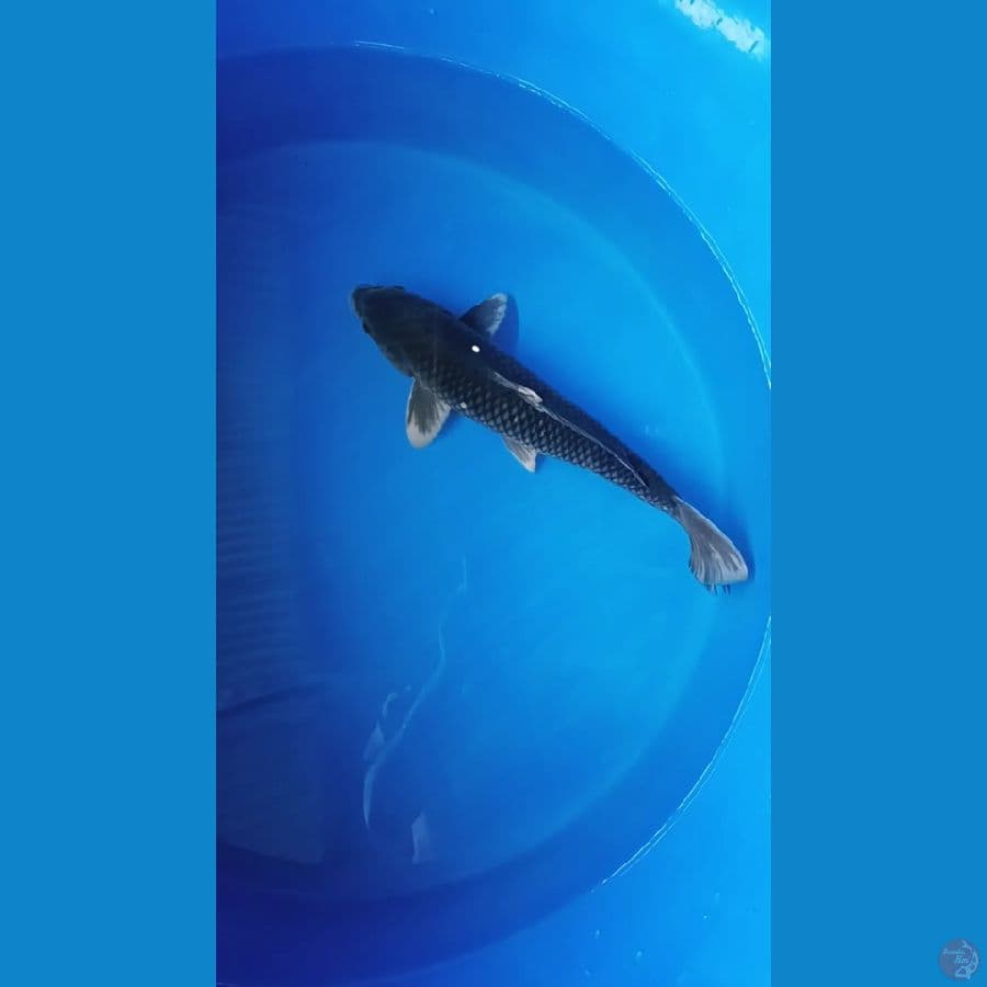 BLECK CAGOI 47 CM MALE 