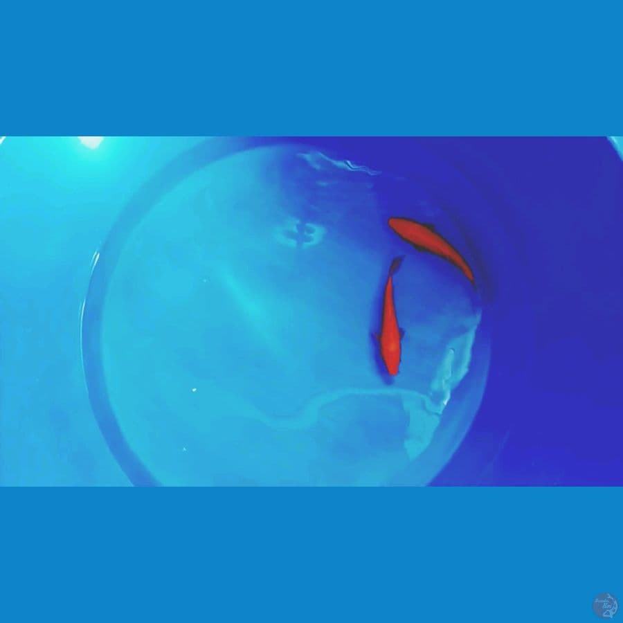 benigoi red karasi 24 26 cm tembus perut