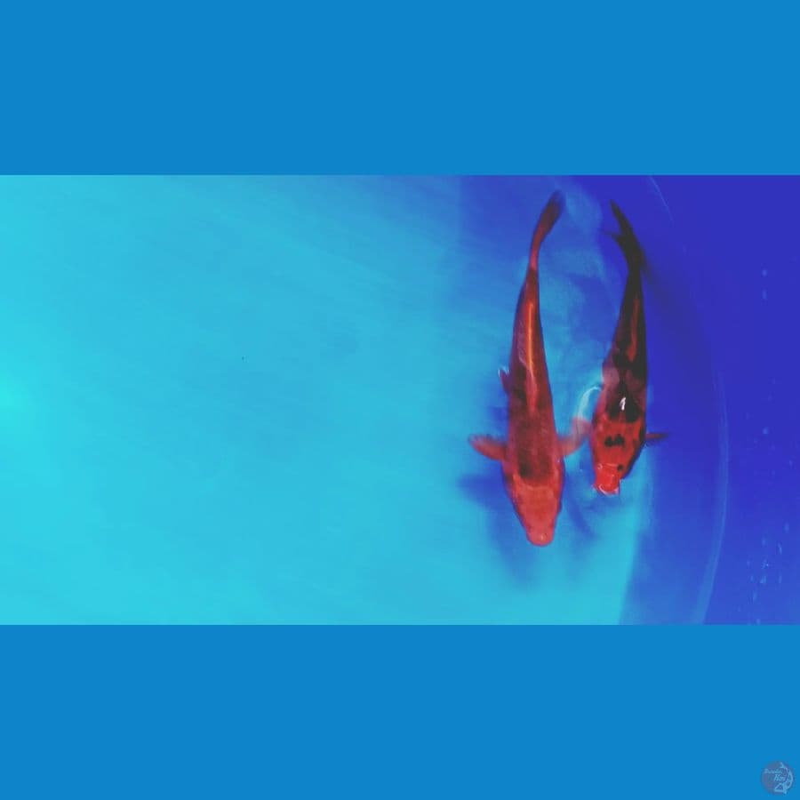akamacuba 23 25 cm.