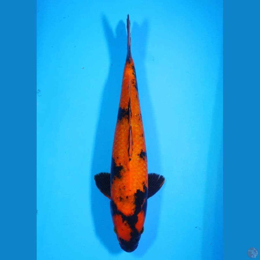 Hi Utsuri 38cm Male