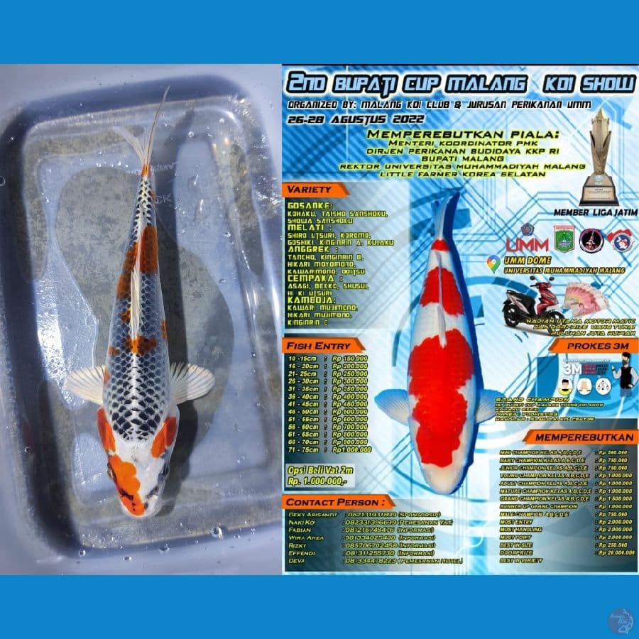 Kujaku SQ 15cm wajib Show