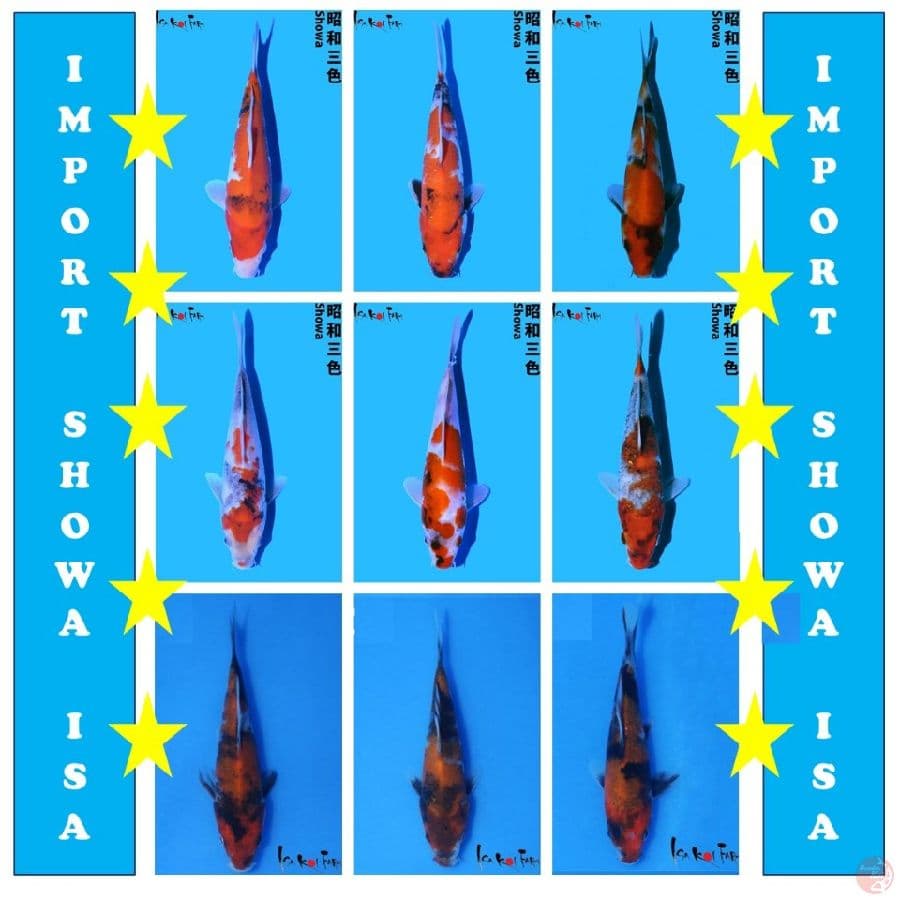 9 EKOR IMPORT SHOWA ISA