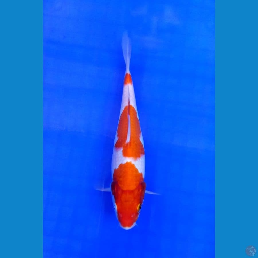 kohaku 19 cm 