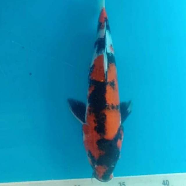 Showa 33cm