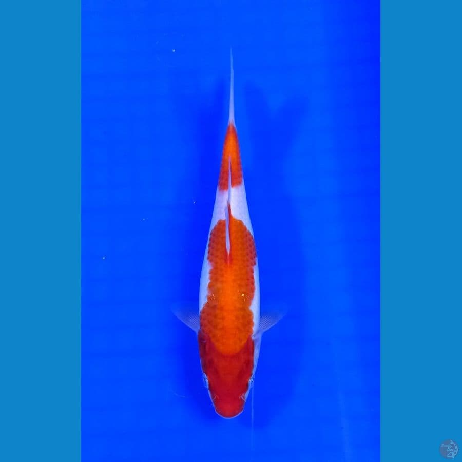 kohaku 22 cm