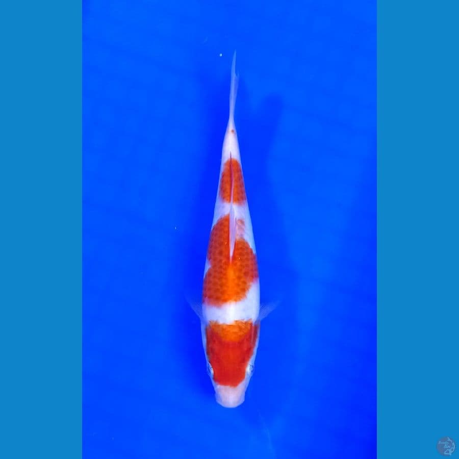 kohaku 19 cm