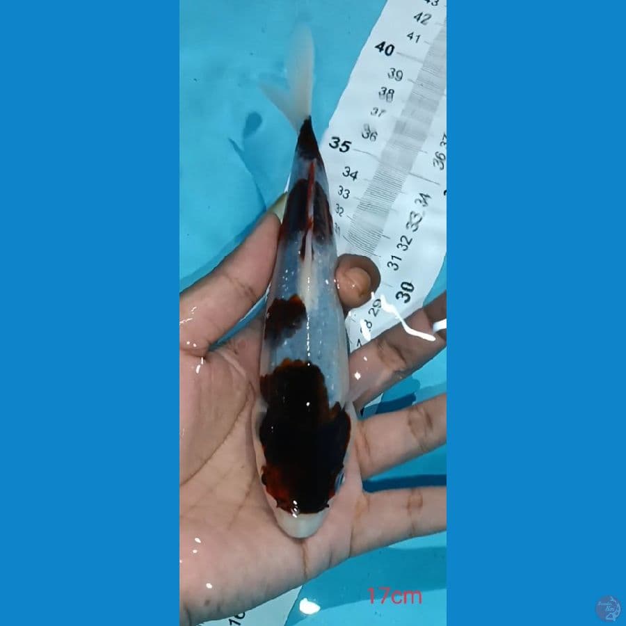 GOROMO ~ 17CM