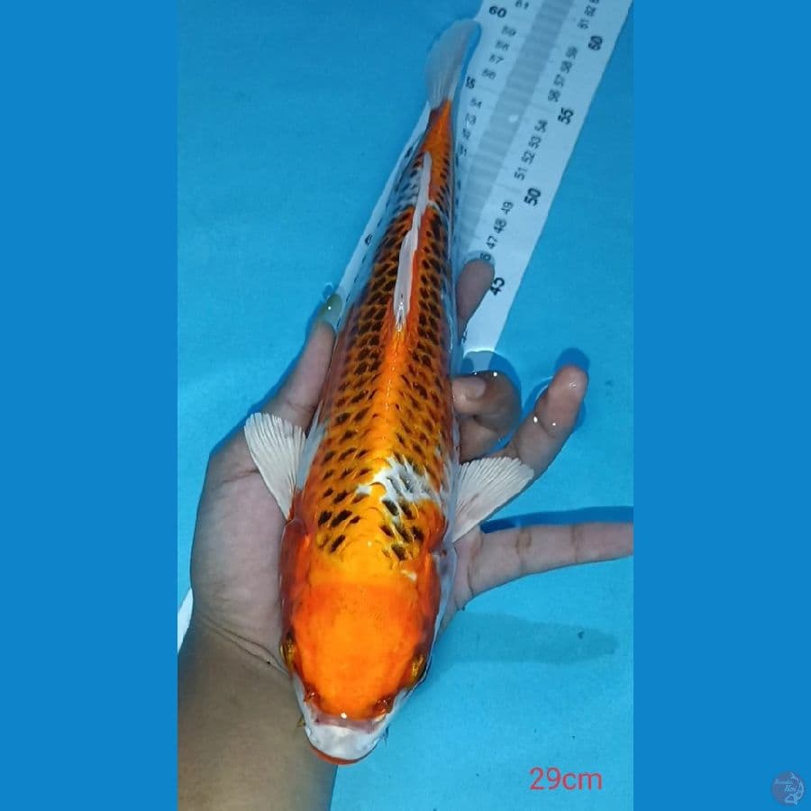 KUJAKU ~ 29cm
