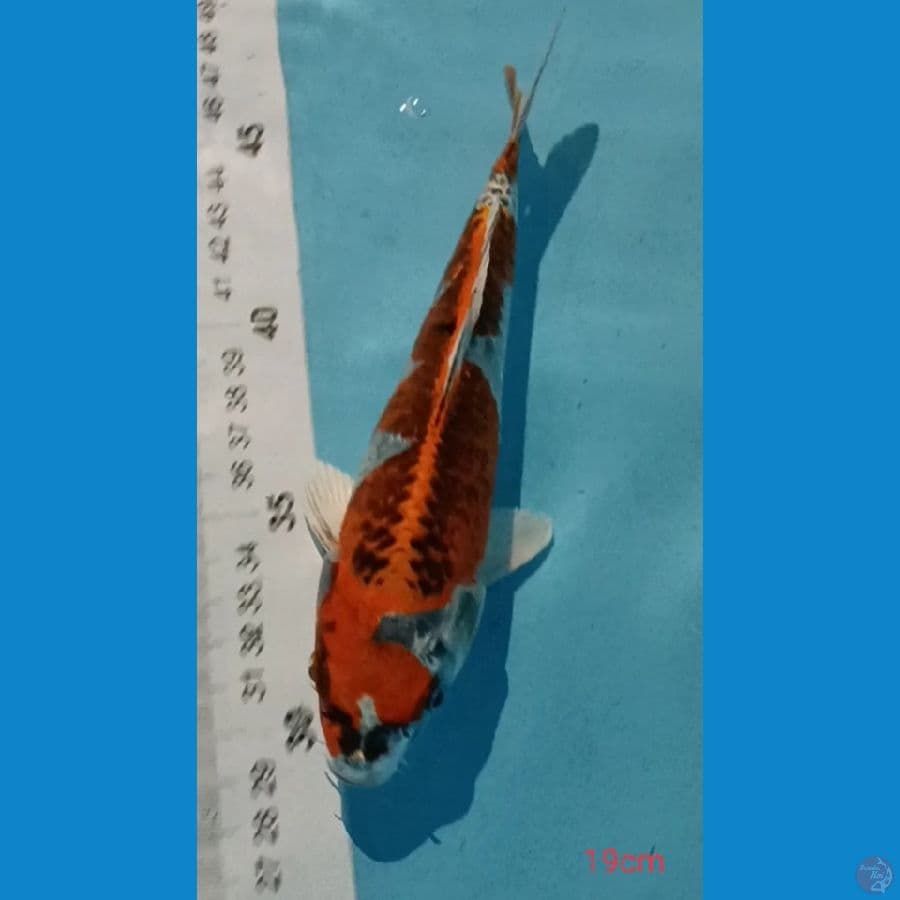 KUJAKU ~19CM