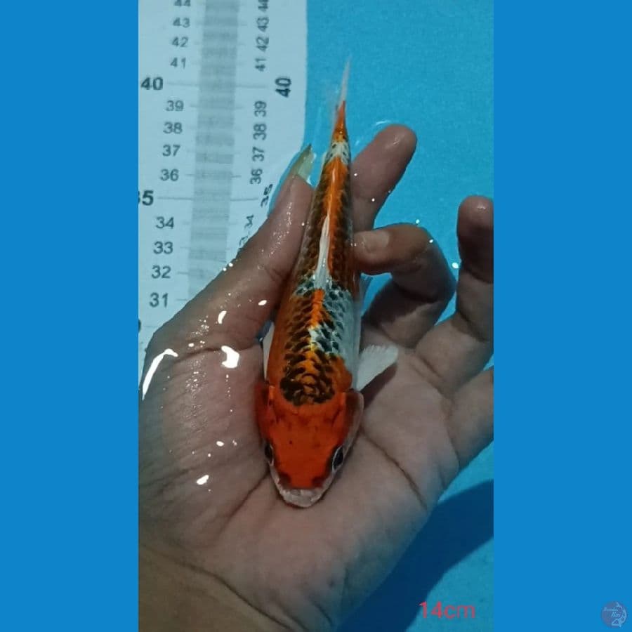 KUJAKU ~ 14CM