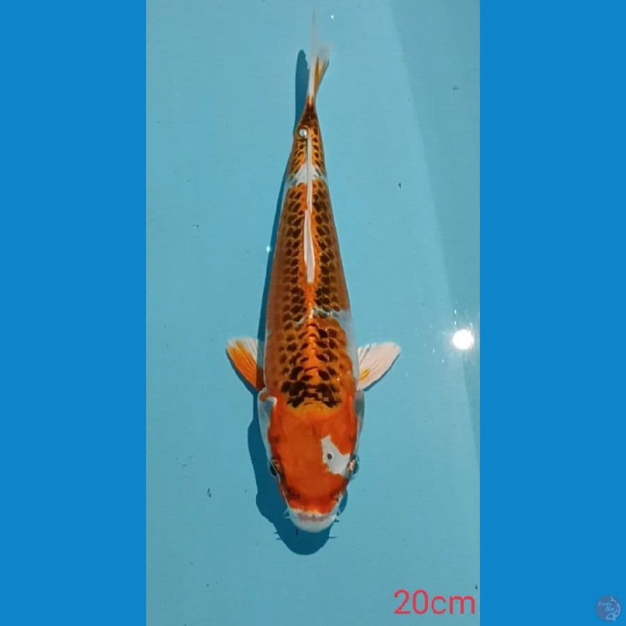 KUJAKU ~ 20CM